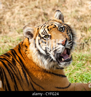 Colpo alla testa del Sordo tigre di Sumatra Panthera Tigris Sumatrae Foto Stock