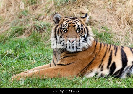 Arrabbiato tigre di Sumatra giacente in erba Panthera Tigris Sumatrae Foto Stock