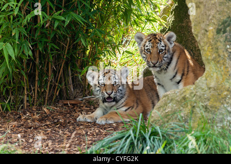 Due Amur adorabili cuccioli di tigre nascosto in un rifugio Panthera Tigris Altaica Foto Stock