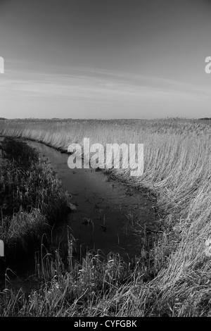 Un reedbed in Holme Dunes National , Holme accanto il mare village, Costa North Norfolk, Inghilterra, Regno Unito Foto Stock