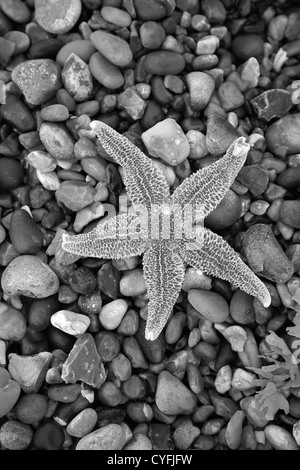 In bianco e nero di close-up di una stella di mare lavato fino a una spiaggia di ciottoli sulla Costa North Norfolk, Inghilterra, Regno Unito Foto Stock