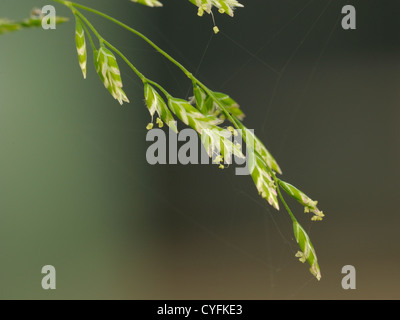 Prato annuale-erba, Poa annua Foto Stock