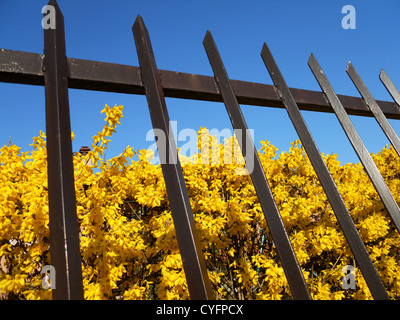 Il giallo dei fiori di forsitia dietro il recinto sul cielo blu Foto Stock