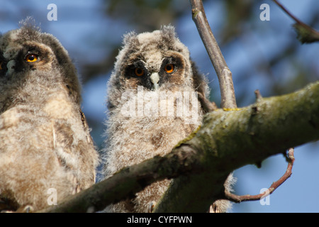 Gli uccelli giovani del gufo comune (Asio otus) seduti nei rami di un albero di noce Foto Stock