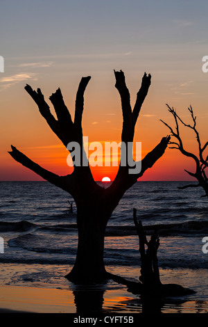 Alba sul cimitero sulla spiaggia tori isola, Carolina del Sud. Foto Stock