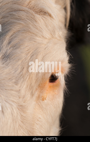 CLOSE-UP DI UN DI UN HEREFORD Attraversi Razze occhio. Regno Unito Foto Stock