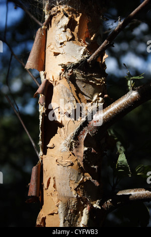 Betula papyrifera o carta crescente di betulla vicino al fiume James in Richmond, Virginia, Stati Uniti d'America Foto Stock