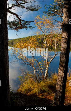 Loch Garten in autunno, Nethybridge, famoso per Osprey attività di nidificazione, Inverness-shire, Scozia. SCO 8751 Foto Stock