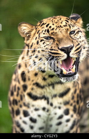 Grinning Amur Leopard Foto Stock