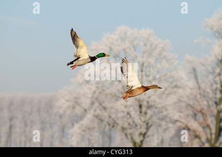 Le anatre bastarde battenti di fronte a un paesaggio invernale con gelo Foto Stock