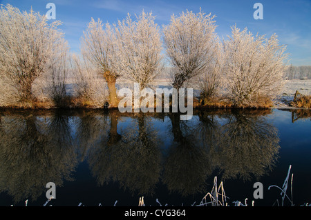 Gli alberi di salice bianco riflettente di brina nell'acqua di un canale in una limpida giornata invernale. Foto Stock