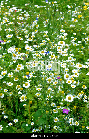 OXEYE margherite e camomilla di mais in un gruppo in un campo di fiori selvatici con Cornflowers e cardidi di mais Foto Stock