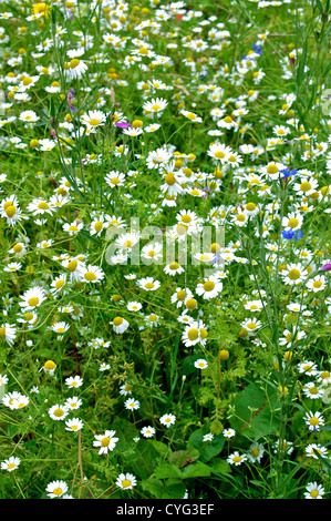 OXEYE margherite e camomilla di mais in un gruppo in un campo di fiori selvatici con Cornflowers e cardidi di mais Foto Stock