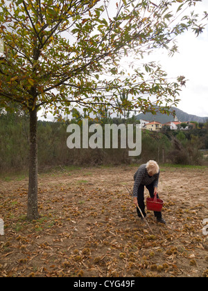 La donna la raccolta delle castagne Foto Stock