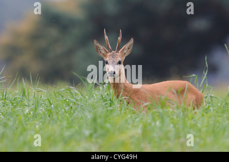 Capriolo maschio close up Foto Stock