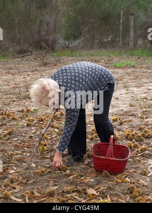 La donna la raccolta delle castagne Foto Stock