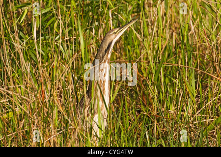 American Tarabuso (Botaurus lentiginosus) adulto in piedi in canne in Everglades, Florida, Stati Uniti d'America Foto Stock