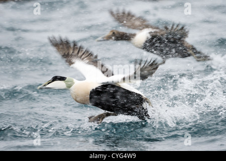 Eider duck tenuto spento. Foto Stock