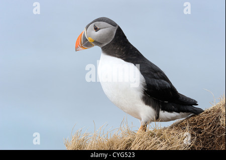 Atlantic Puffin sulla scogliera Foto Stock