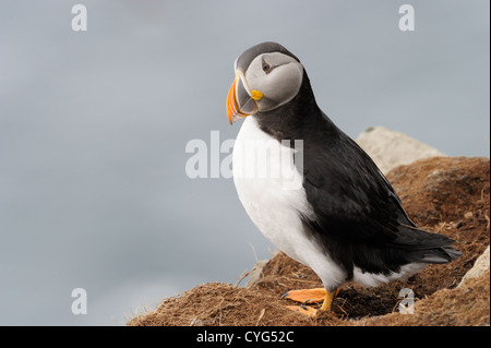 Atlantic Puffin sulla scogliera Foto Stock