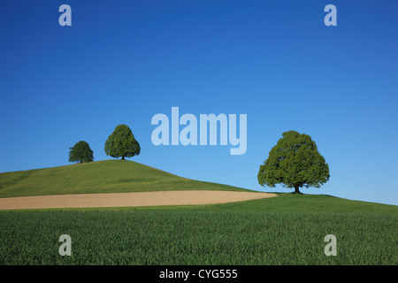 Alberi su campo, Svizzera, Canton Berna, Emmental Foto Stock