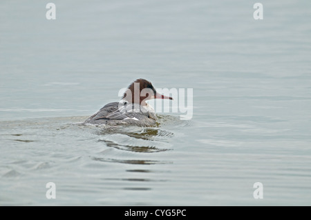 Femmina di smergo maggiore Mergus merganser. Regno Unito Foto Stock