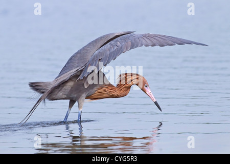 Reddish garzetta (Egretta rufescens) adulto con attività di pesca in acque poco profonde in Everglades, Florida, Stati Uniti d'America Foto Stock