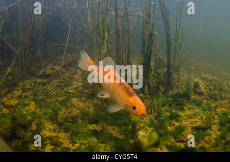 Prima immagine subacquea di una golden tinca NEL REGNO UNITO Foto Stock