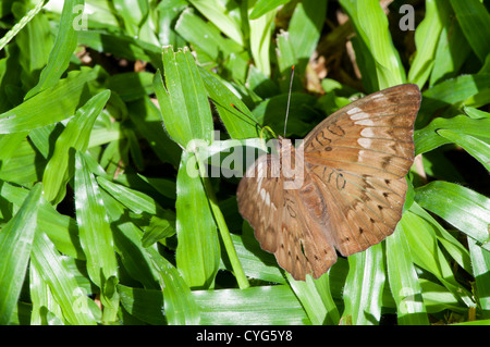 Viscount Malay (Tanaecia pelea) Foto Stock