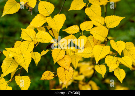 Erman betulla dell 'Grayswood Hill' (Betula remanii), foglie di autunno Foto Stock