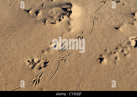 Piedi di uccelli stampe nella sabbia Foto Stock