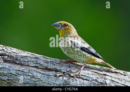 Hawfinch (Coccothraustes coccothraustes) giovani bird in piedi sul log, Bulgaria, Europa Foto Stock