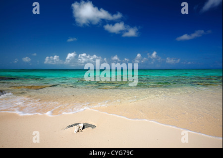Sulla spiaggia di Grand Turk Bahamas Foto Stock