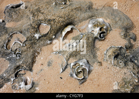 Lapidato shell sulla spiaggia - Grand Turk Bahamas Queen conch Strombus gigas Foto Stock