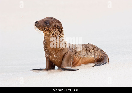 Le Galapagos Sea Lion (Zalophus wollebaeki) pup in appoggio sulla spiaggia sabbiosa di Isole Galapagos, Ecuador, Sud America Foto Stock