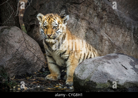 Cub della tigre di Amur in Zoo di Lipsia Foto Stock