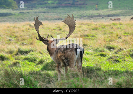 Fallow cervo buck (dama dama) con un bel set di antlers che tengono un orologio sulle fa nel suo gregge durante la stagione di rut o di accoppiamento, Petworth, Inghilterra, UK Foto Stock