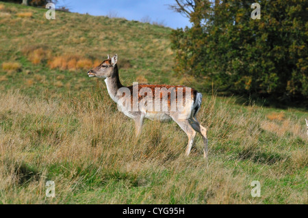 Una femmina del cervo (dama dama) separato dalla mandria e il daino (vicino) durante la stagione di caccia o di accoppiamento Petworth, West Sussex, UK Foto Stock