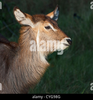 Close-up di una femmina waterbuck (Kobus ellipsiprymnus) in un inizio di mattina albero della luce, Moremi, Okavango Delta, Botswana Foto Stock