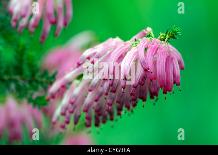 Erica mammosa gara South African heather allungata di rosa fiori lunghi fiorisce in autunno a colori autunnali Foto Stock