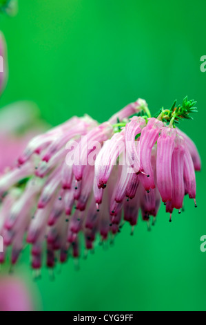 Erica mammosa gara South African heather allungata di rosa fiori lunghi fiorisce in autunno a colori autunnali Foto Stock