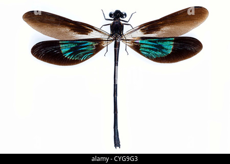 Libellula verde e marrone Foto Stock