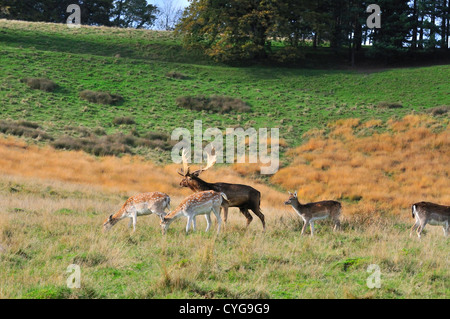 Daini buck (DAMA DAMA) con un bel set di palchi mantenendo la fa nel suo allevamento vicino durante il solco o accoppiamento stagione , Foto Stock