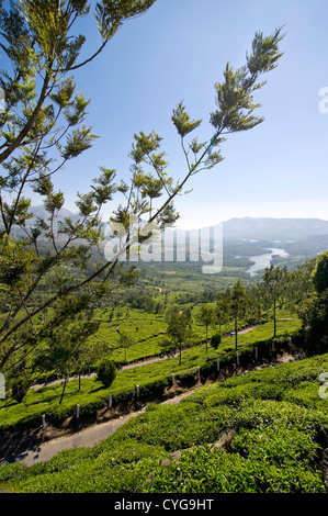 Vista verticale della stupefacente la piantagione di tè paesaggio circostante Anayirankal diga o serbatoio in Kerala, India. Foto Stock