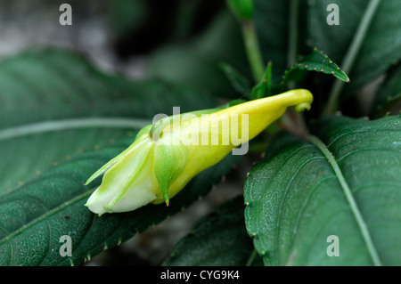 Impatiens omeiana occupato lizzie fiore giallo bloom blossom gara annuale di copertura di massa fogliame annuari fiori fioritura Foto Stock