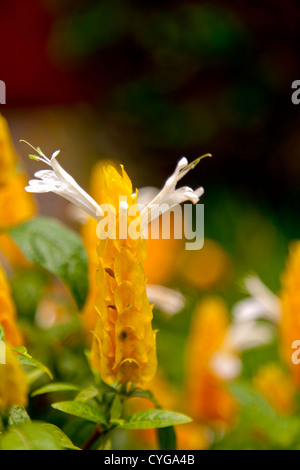 Strano fiore tropicale in Guatemala Foto Stock