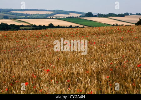 Poppies in un cornfield tra la maturazione grano vicino Pocklington Yorkshire Wolds East Yorkshire Inghilterra Foto Stock