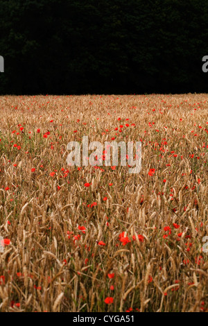 Poppies in un cornfield tra la maturazione grano vicino Pocklington Yorkshire Wolds East Yorkshire Inghilterra Foto Stock