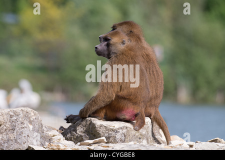 Coppia di GUINEA BABBUINI Papio papio. Foto Stock