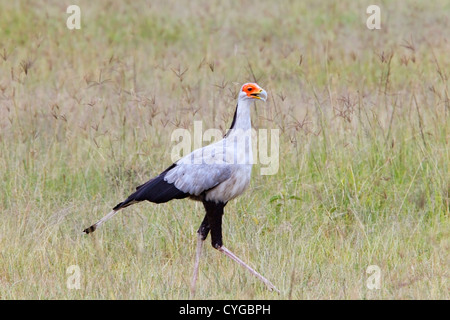 Secretarybird (Sagittarius serpentarius) adulto a piedi e la caccia a tall savana erba, Kenya, Africa orientale Foto Stock